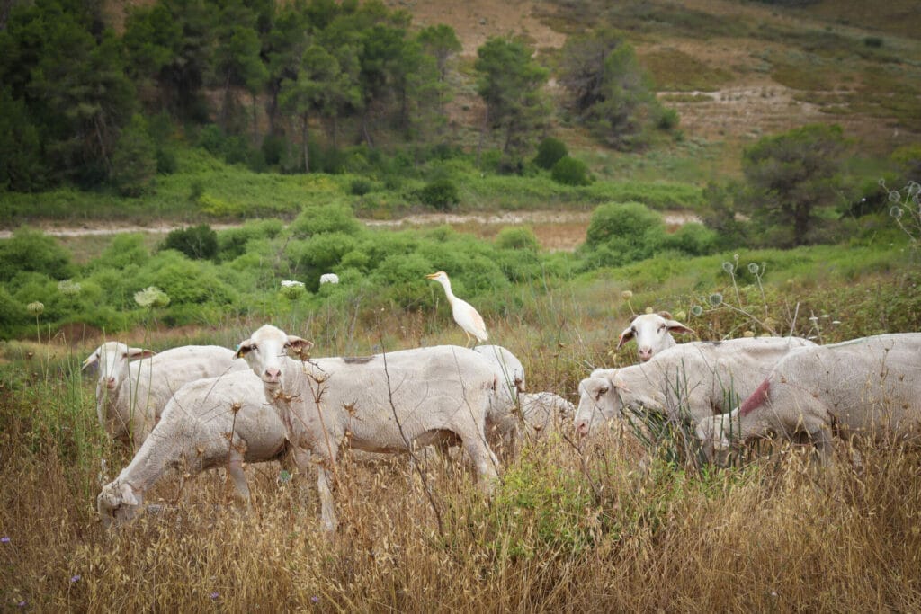 Ein Rechania Ramat HaShofet Springs hike