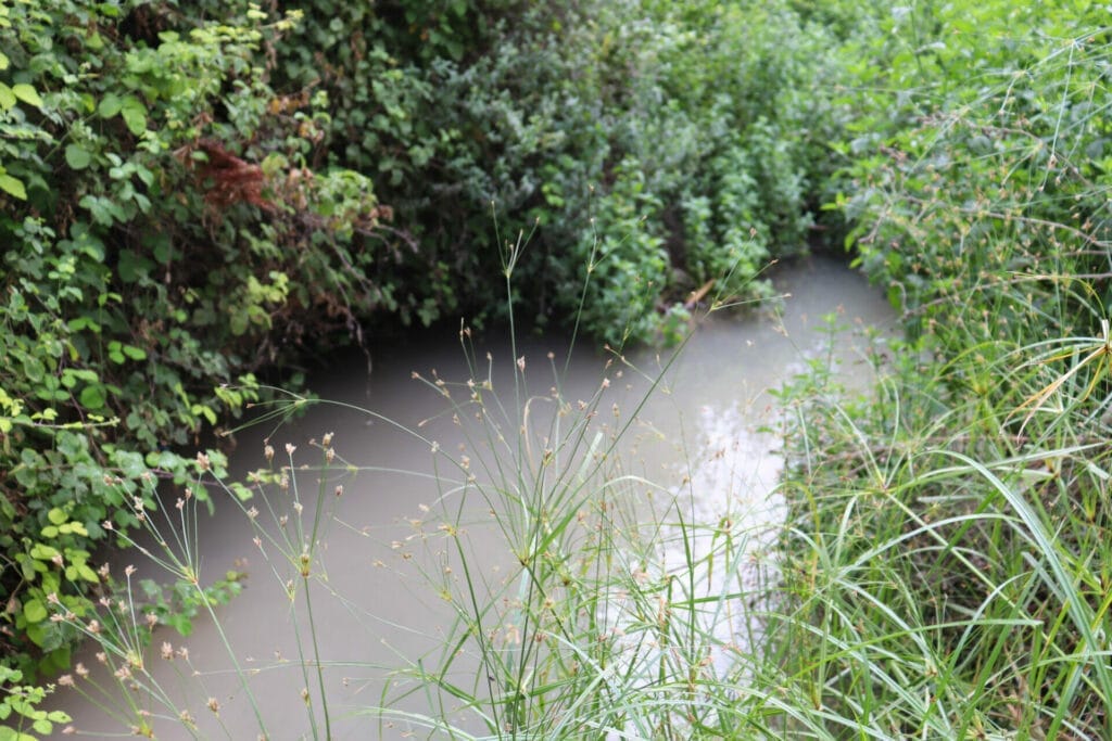 Ein Rechania Ramat HaShofet Springs hike