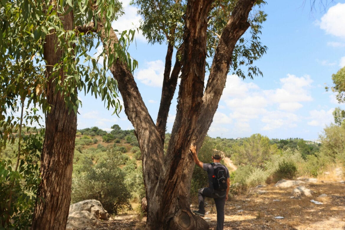 Ben Shemen Forest: Tel Hadid to Hurvat Gimzu