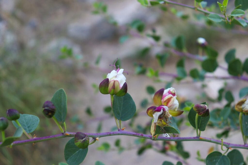 Nahal HaMeara hike Jerusalem