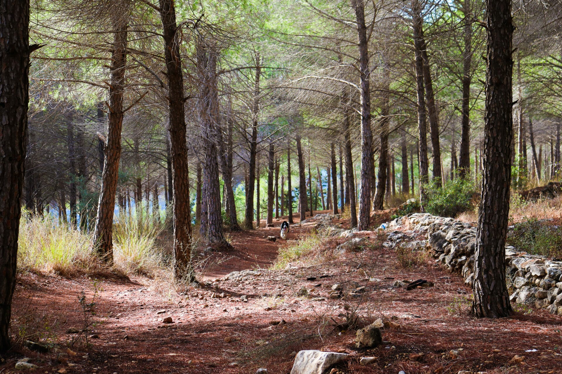 Forest