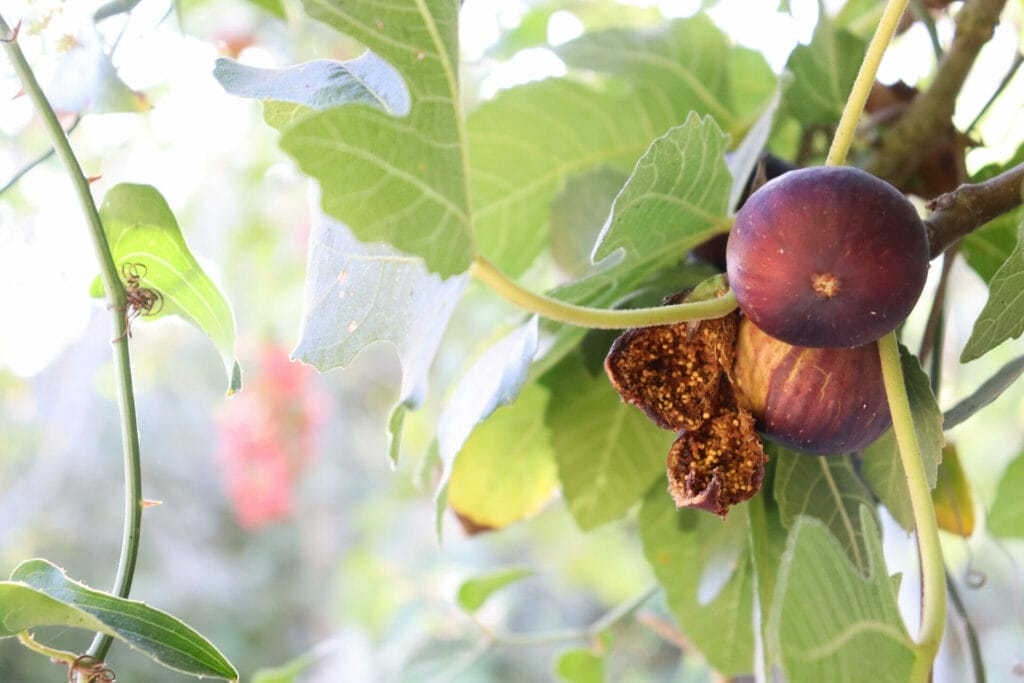 family hikes in israel sukkot 2023