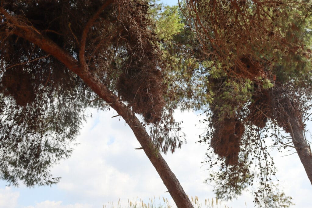 Parakeet Nesting Ground Israel