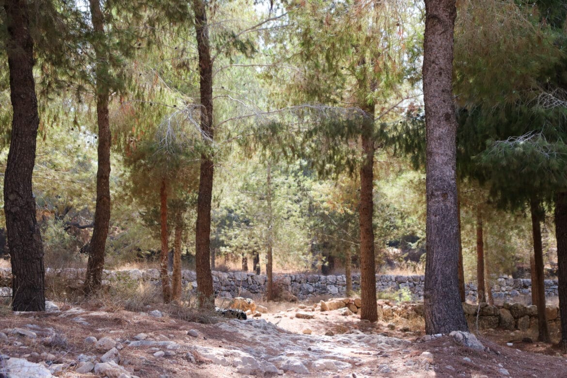Ayalon Forest 7K Loop Trail
