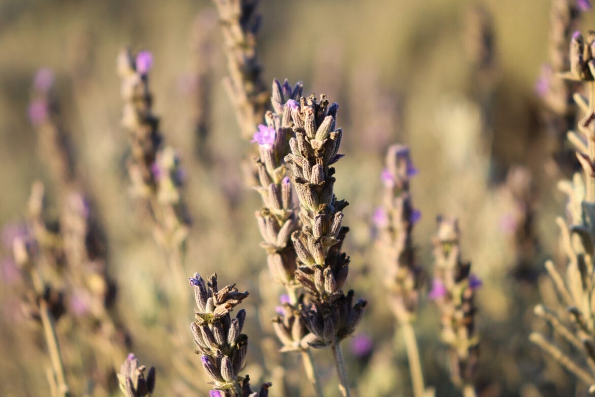 Soothing Lavender: How to Gather it Outdoors