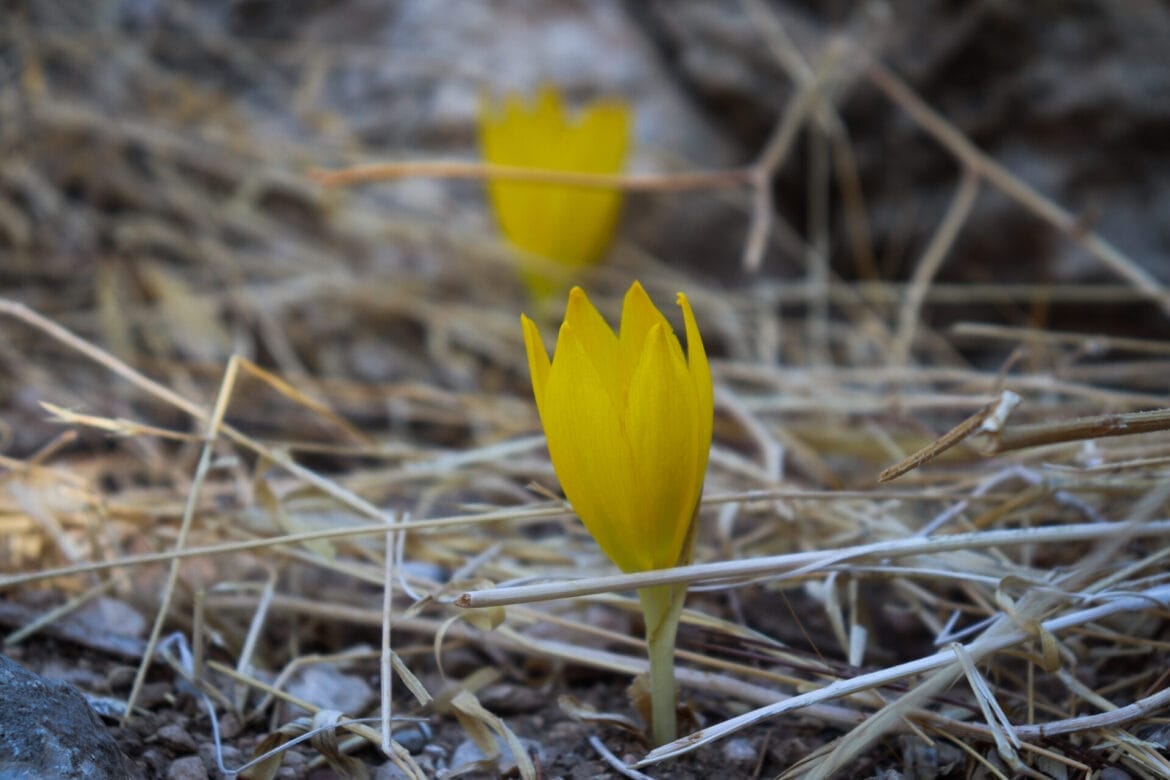 Holmoniot in Yatir Forest