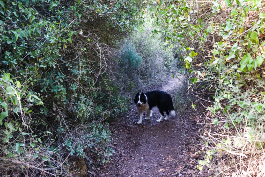 Jerusalem Springs Loop Hike