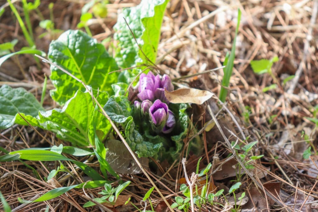 Park Britannia Shvil Masua Hike Trail