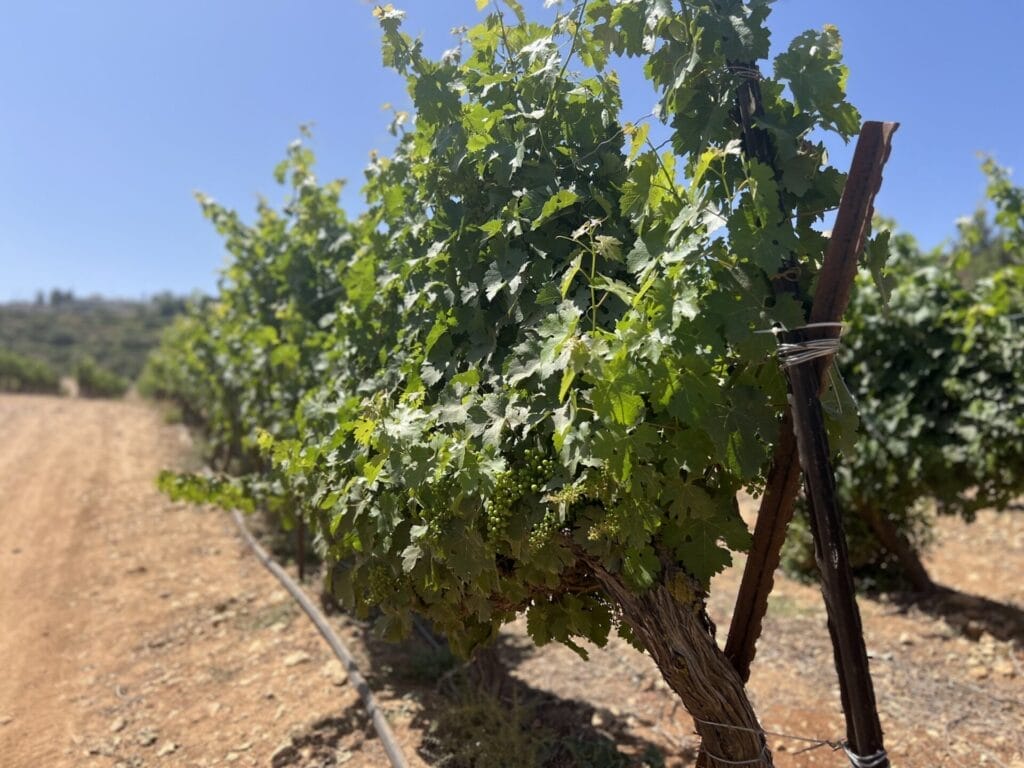 Gush Etzion local hiking adventure